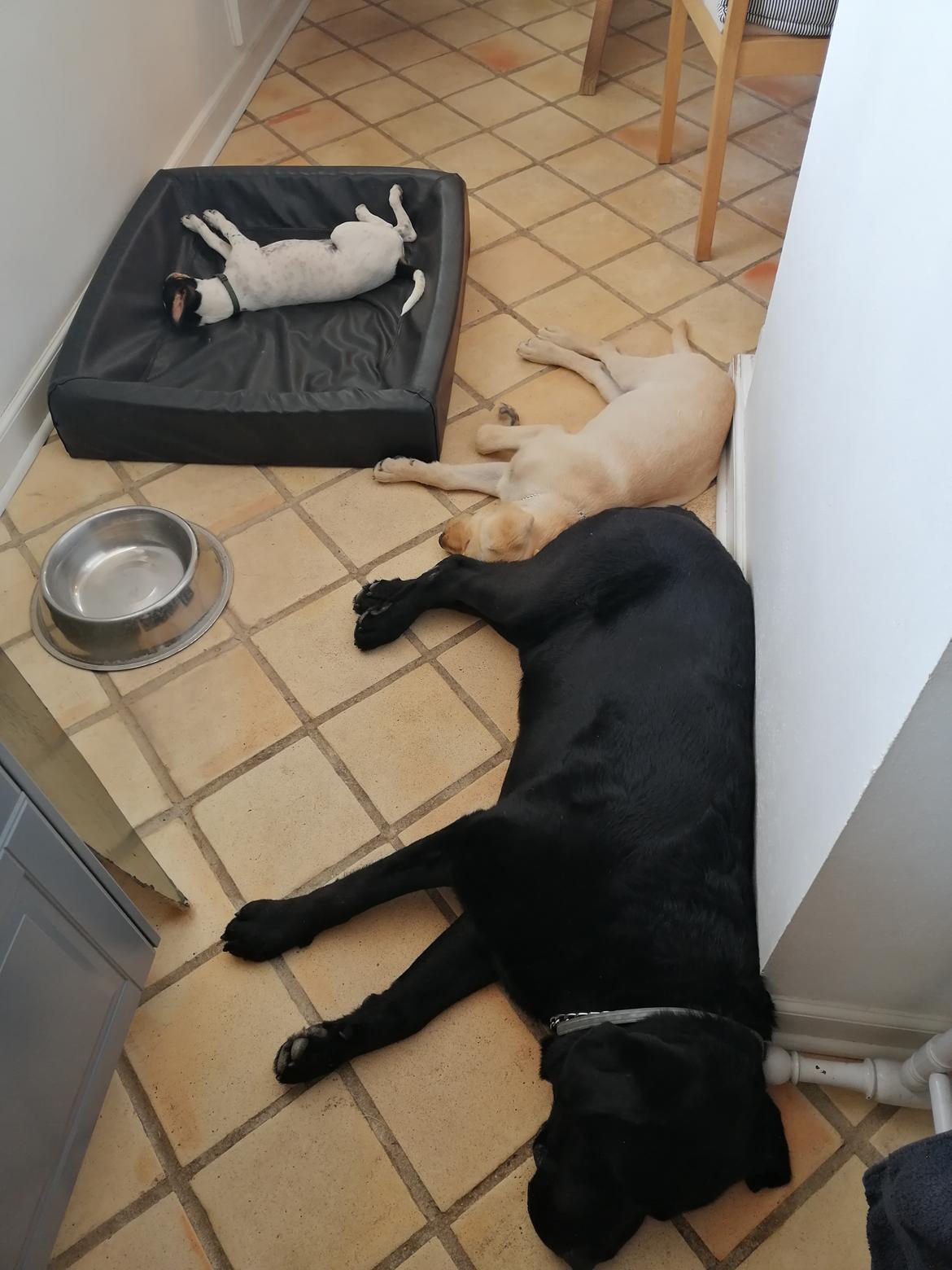 Labrador retriever Gule billede 11