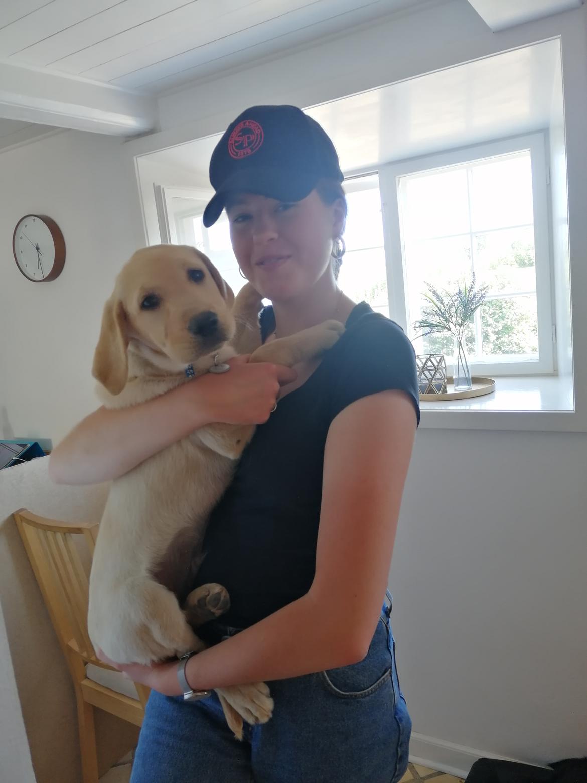 Labrador retriever Gule billede 12