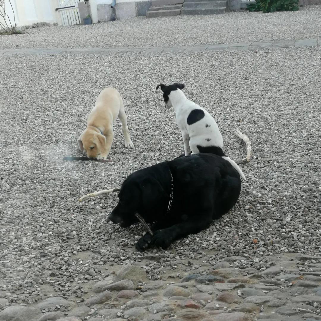 Labrador retriever Gule billede 14