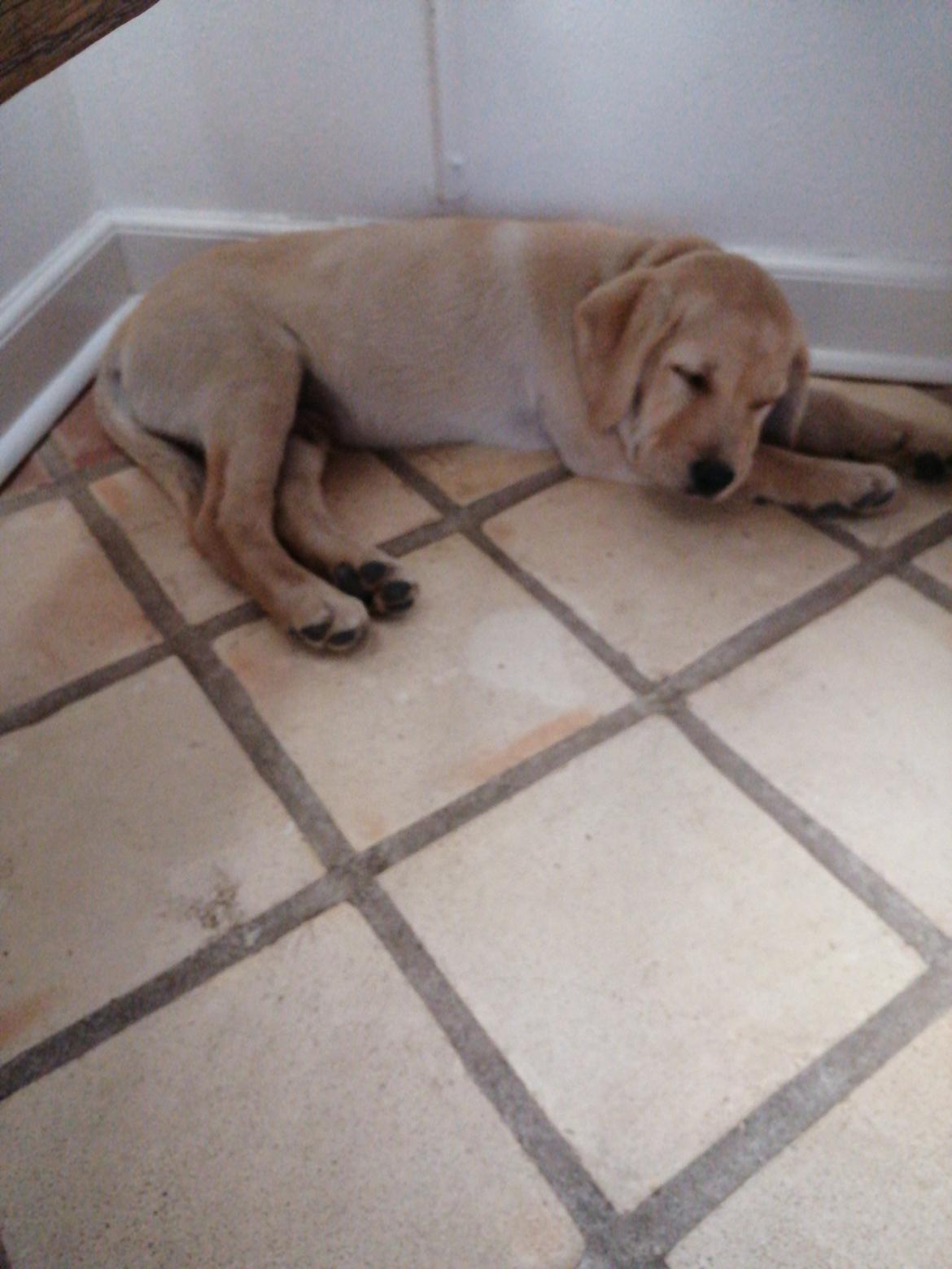 Labrador retriever Gule billede 15