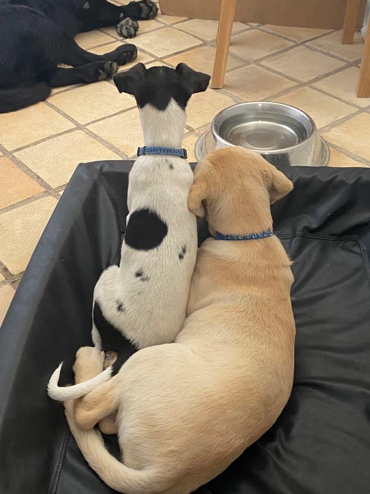 Labrador retriever Gule billede 16