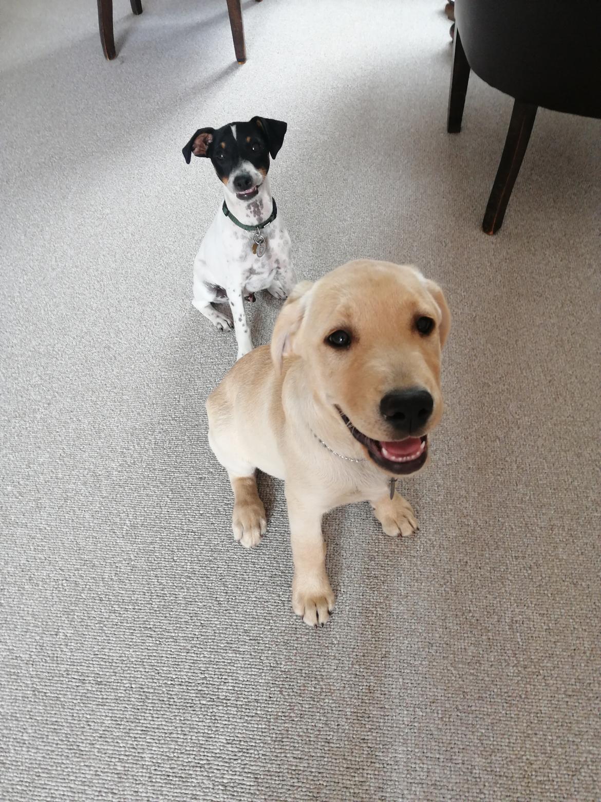 Dansk svensk gaardhund Jagger (Jack)  billede 6