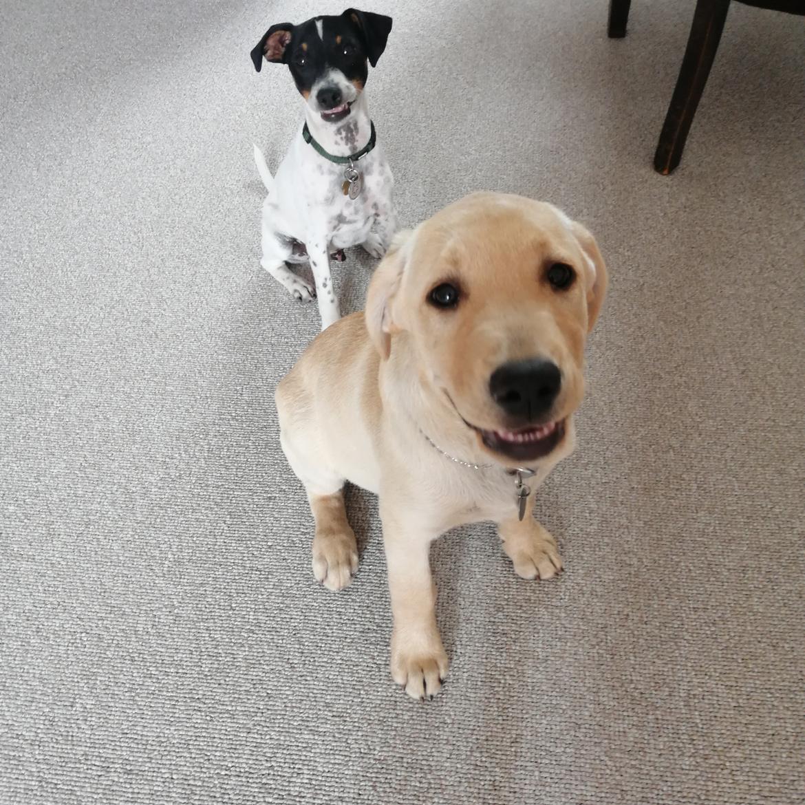 Dansk svensk gaardhund Jagger (Jack)  - Colgate smil over hele linjen😁 billede 7