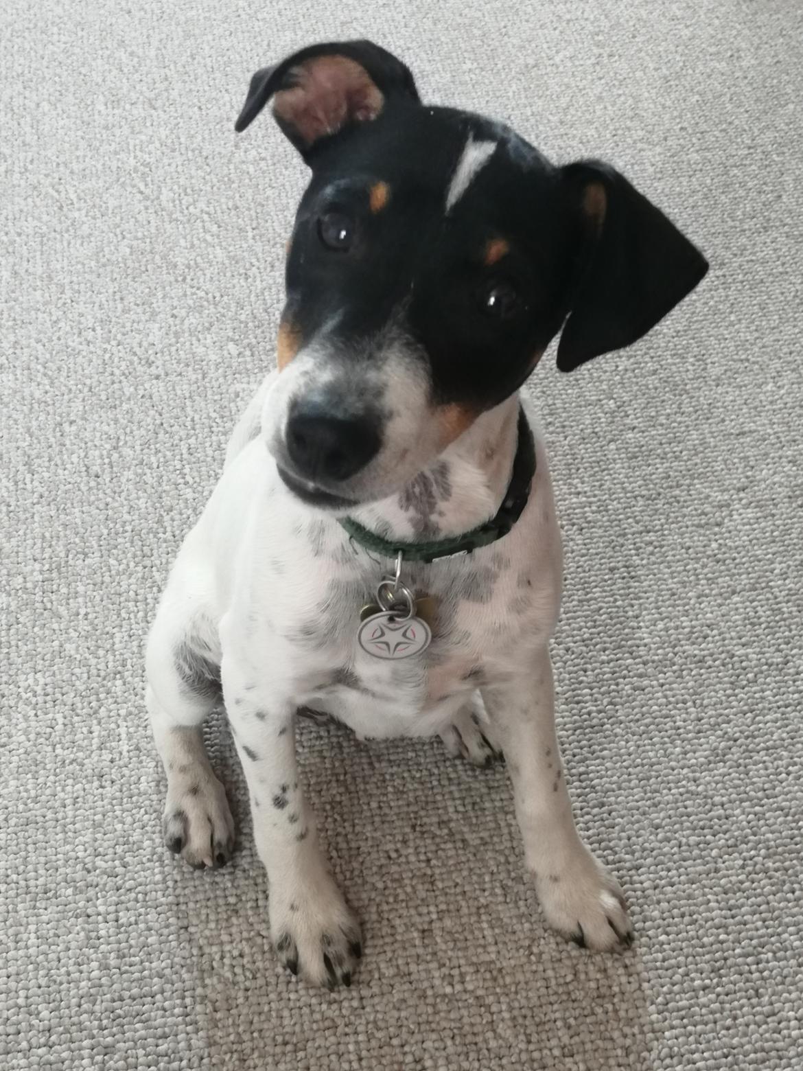 Dansk svensk gaardhund Jagger (Jack)  billede 8