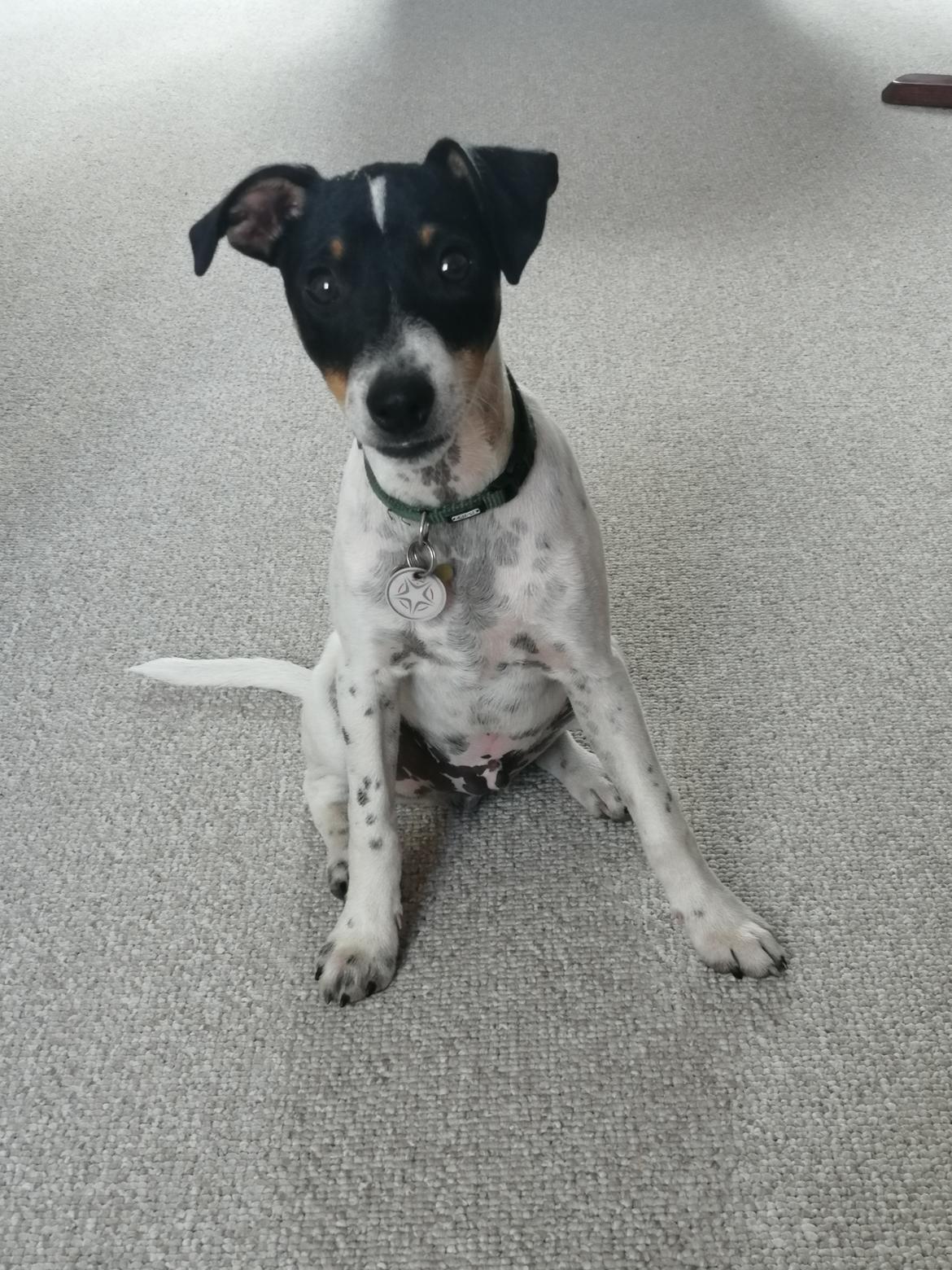 Dansk svensk gaardhund Jagger (Jack)  billede 9