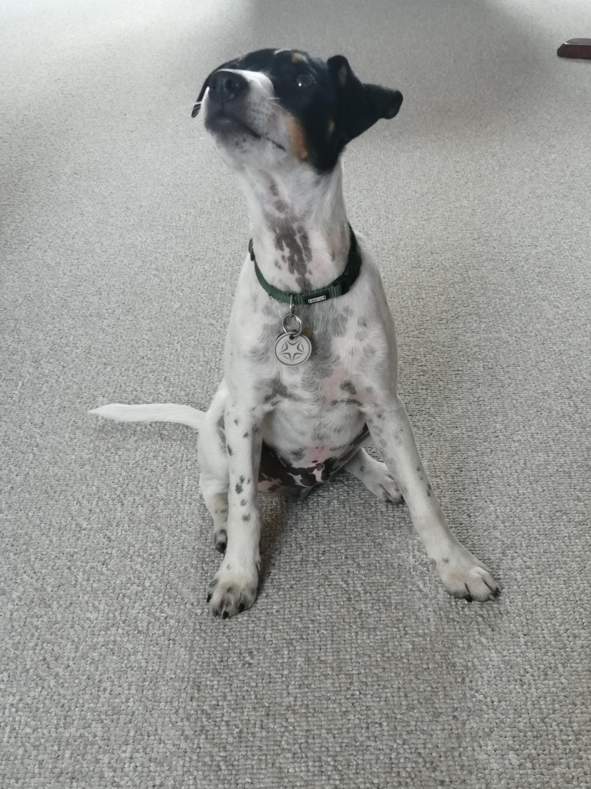 Dansk svensk gaardhund Jagger (Jack)  billede 10