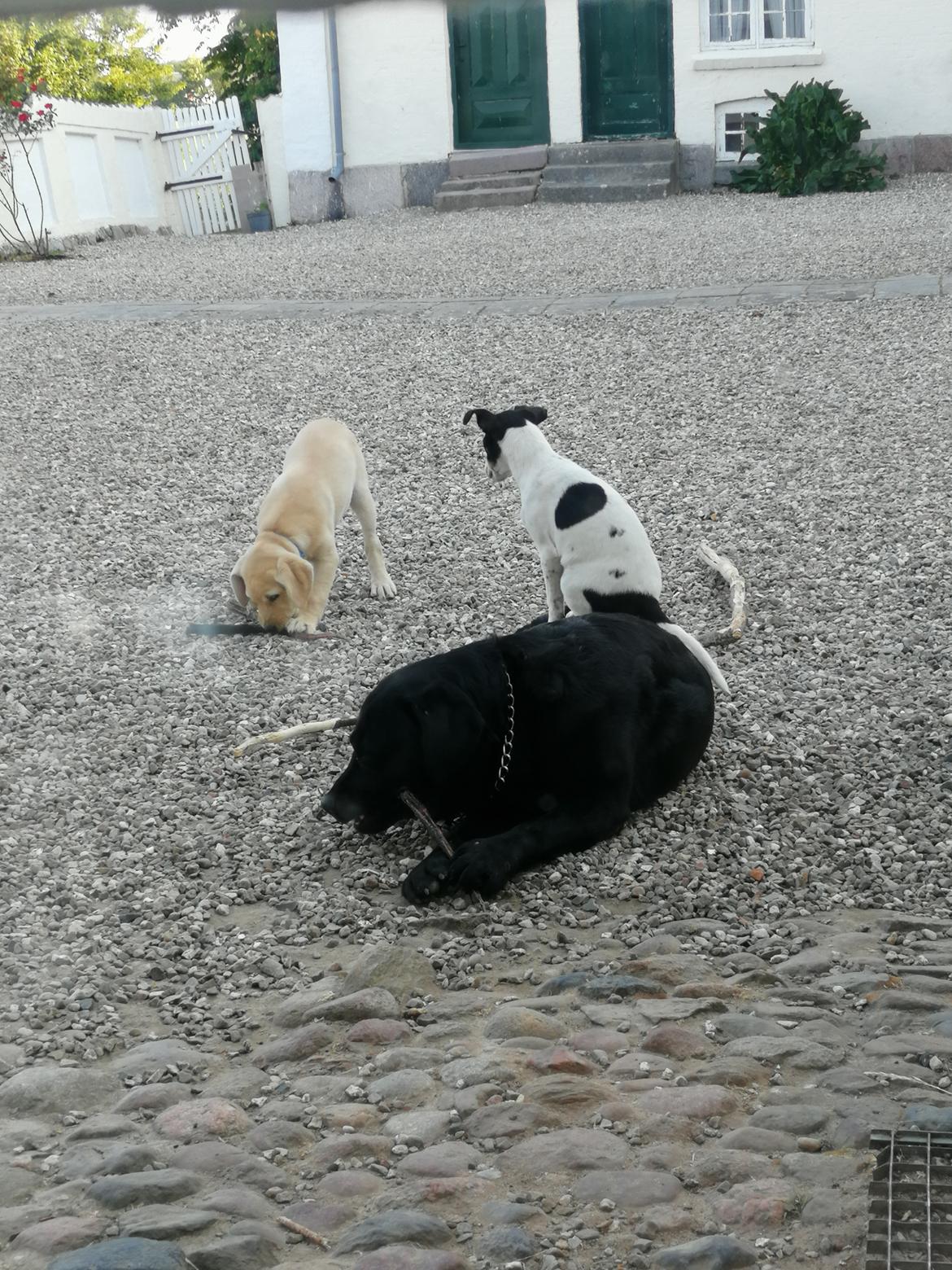 Dansk svensk gaardhund Jagger (Jack)  billede 11