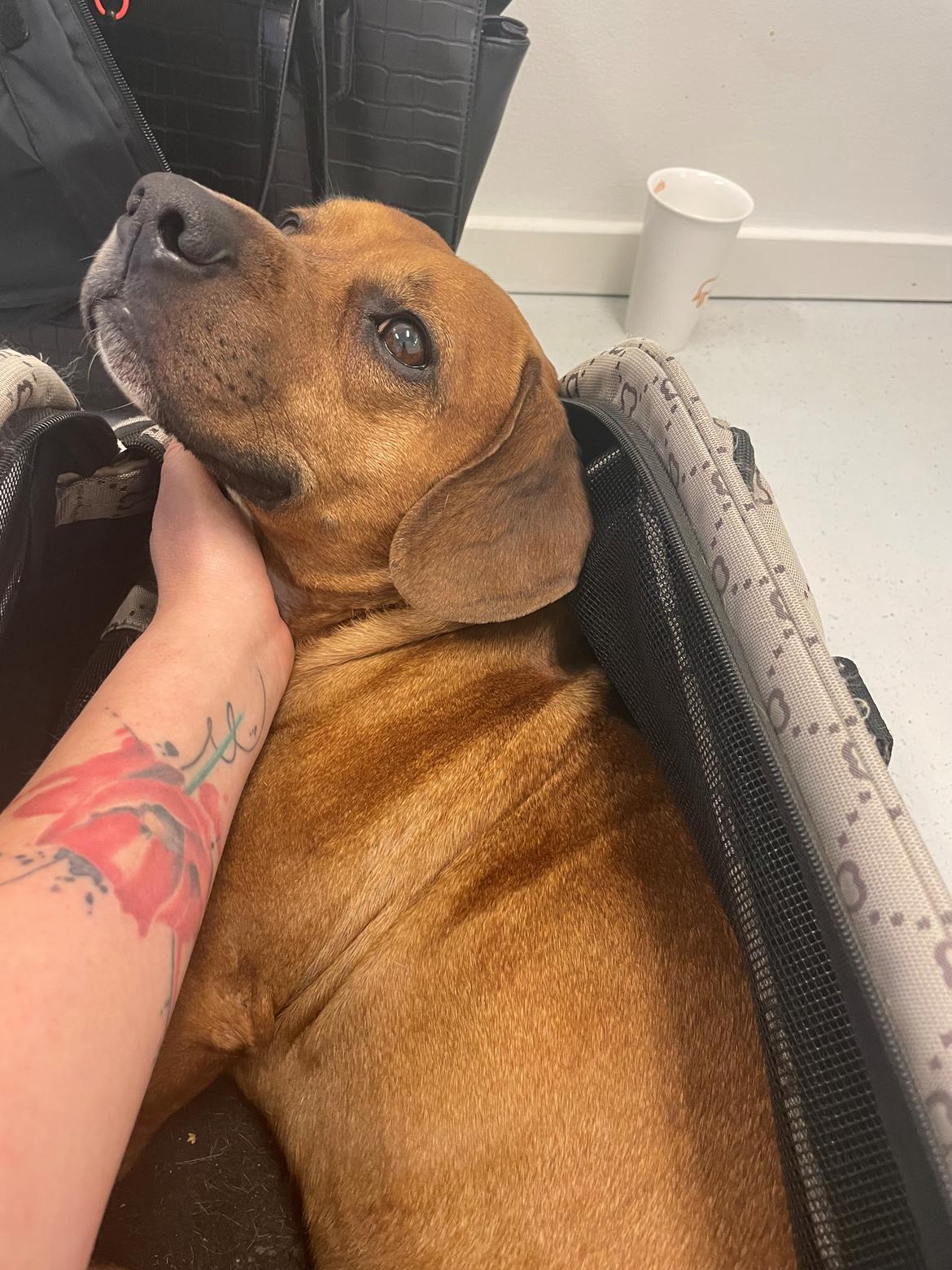 Blanding af racer Bailey billede 12