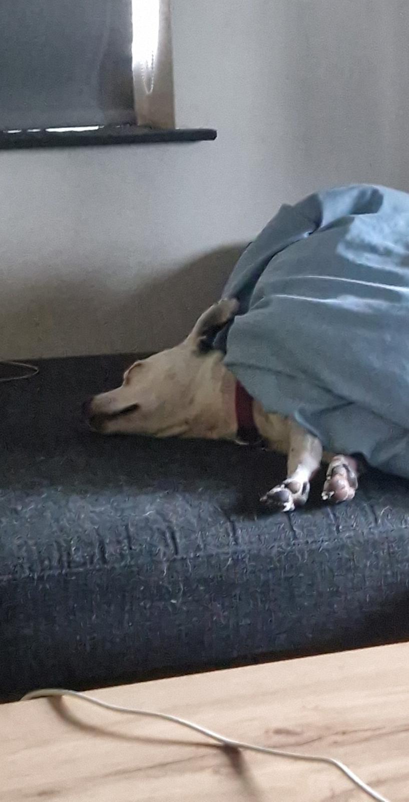 Fransk bulldog Bumle larsen billede 47