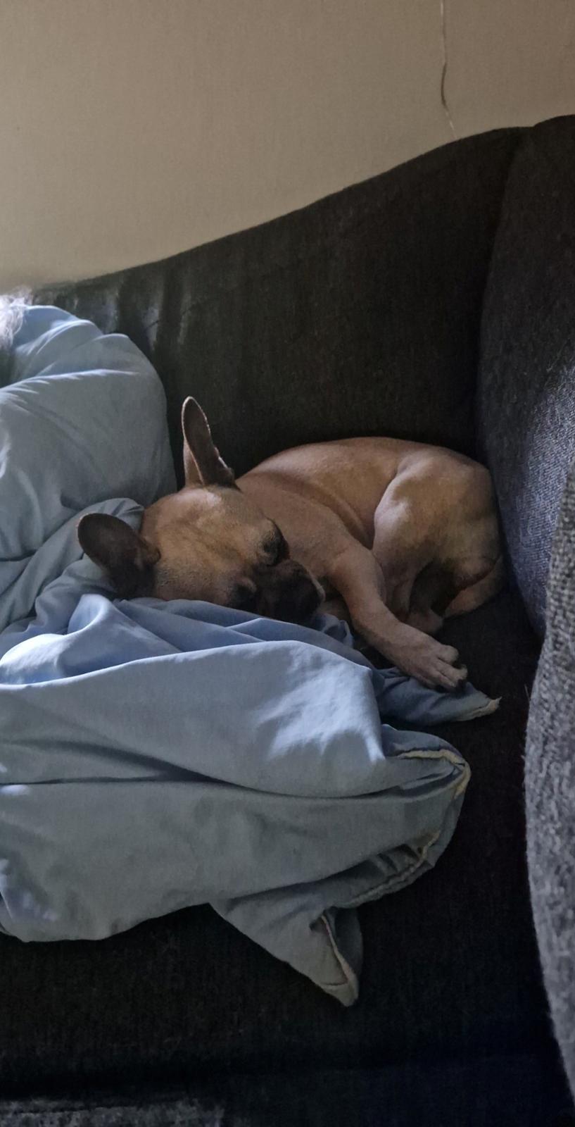 Fransk bulldog Bumle larsen billede 46