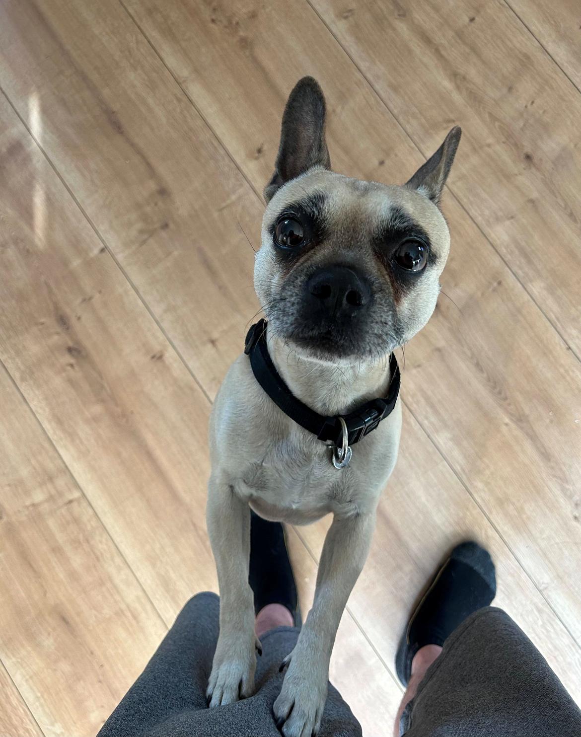 Fransk bulldog Bumle larsen billede 41