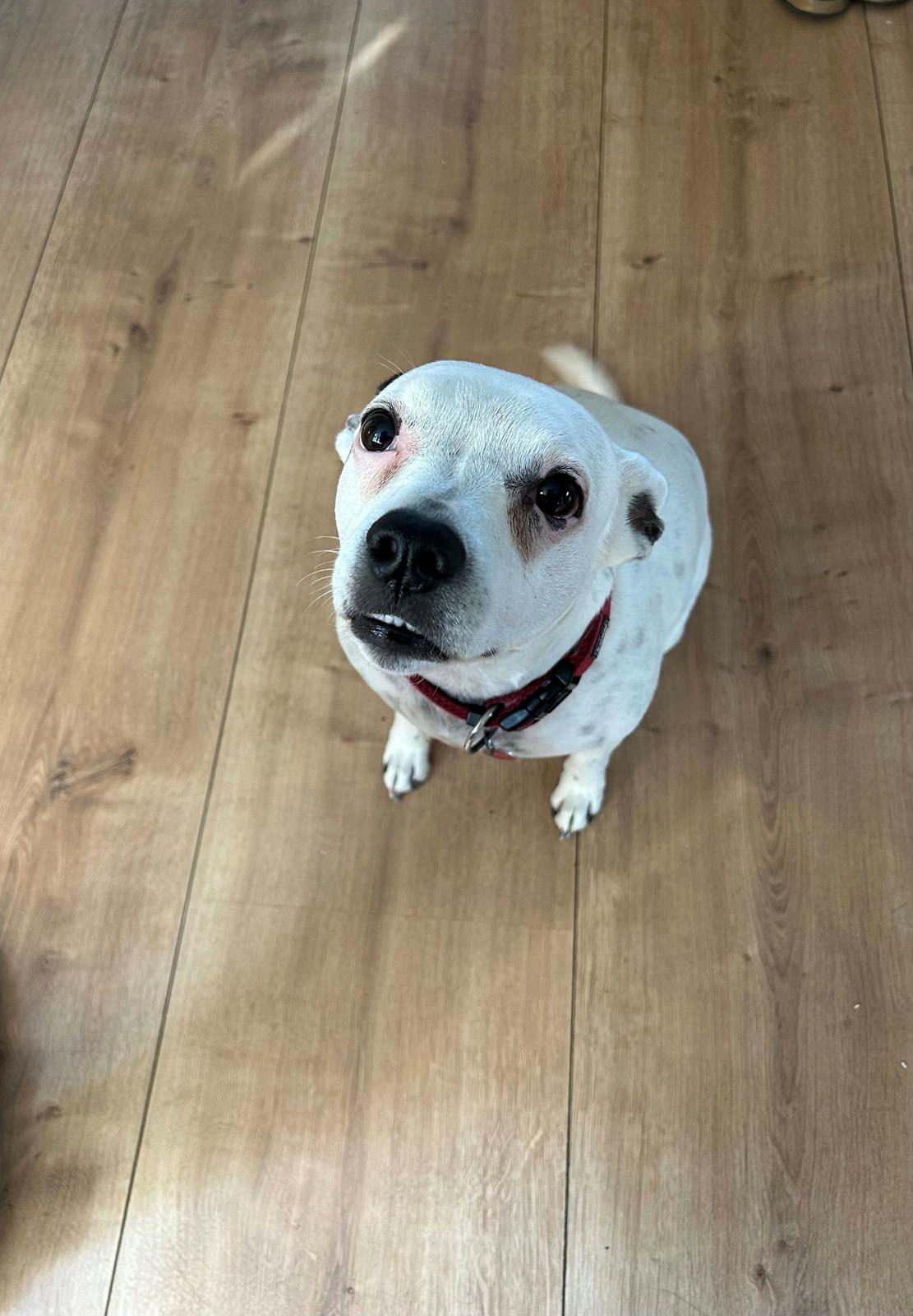 Fransk bulldog Bumle larsen billede 42