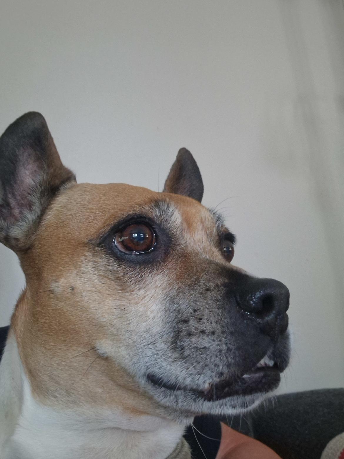 Fransk bulldog Bumle larsen billede 43