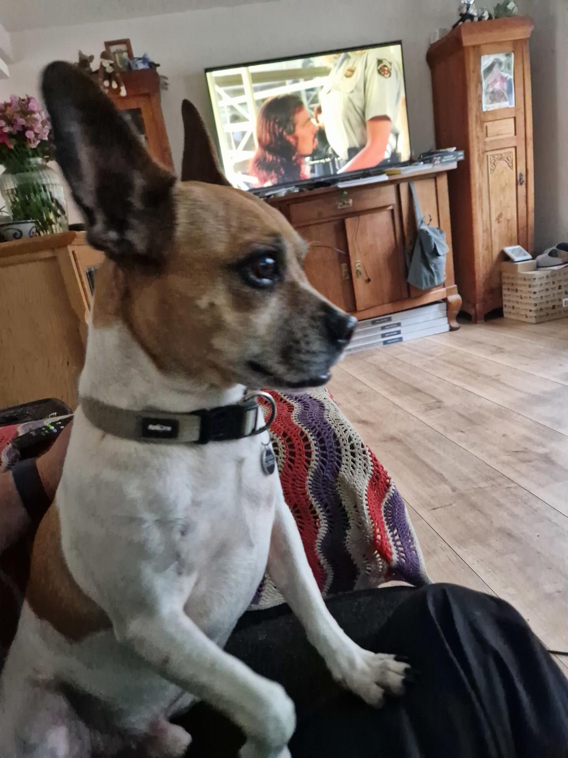 Fransk bulldog Bumle larsen billede 45