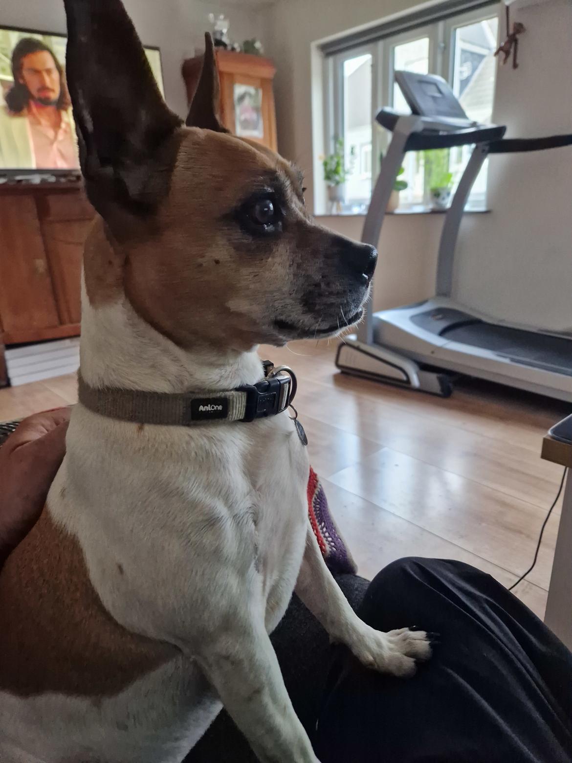 Fransk bulldog Bumle larsen billede 44