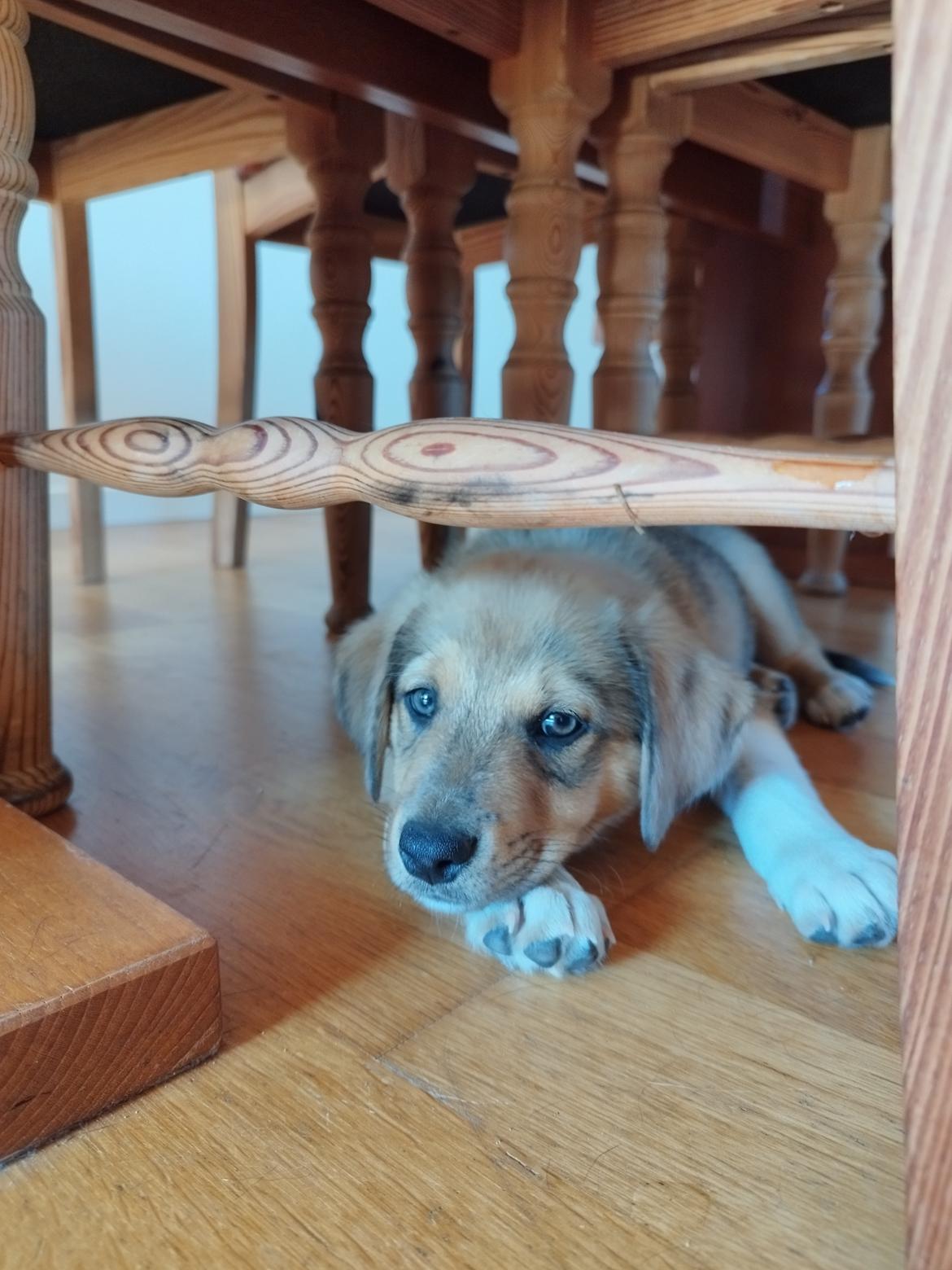 Blanding af racer Balder billede 2