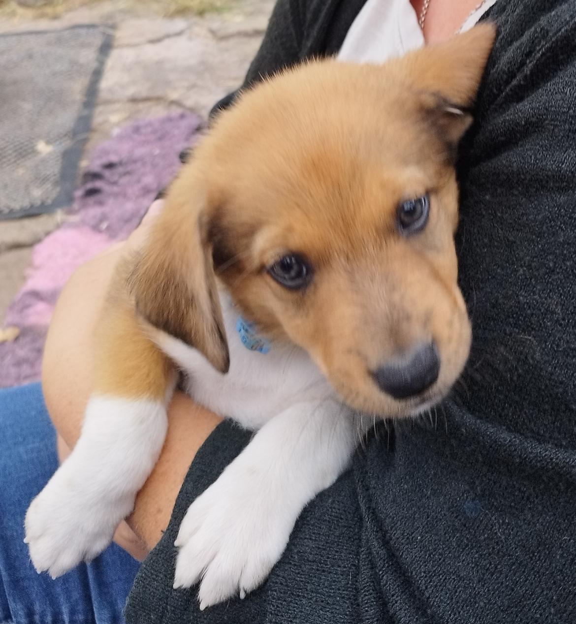 Blanding af racer Balder billede 3