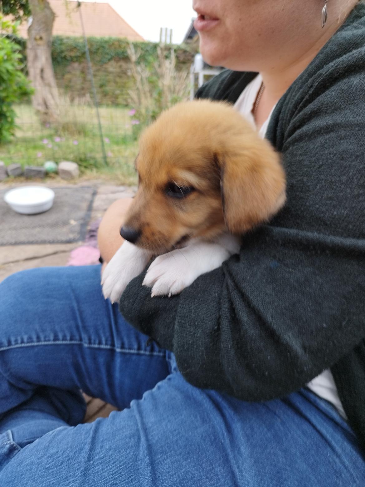 Blanding af racer Balder billede 4