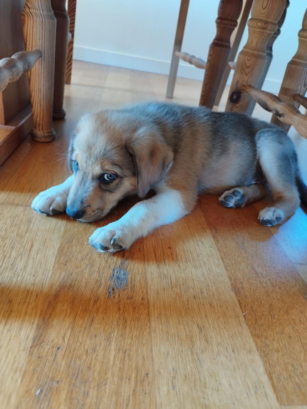 Blanding af racer Balder billede 5