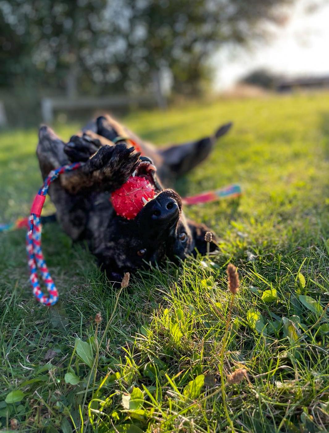 Hollandsk hyrdehund Jessie - Når man holder sin egen fest Sep22 billede 10