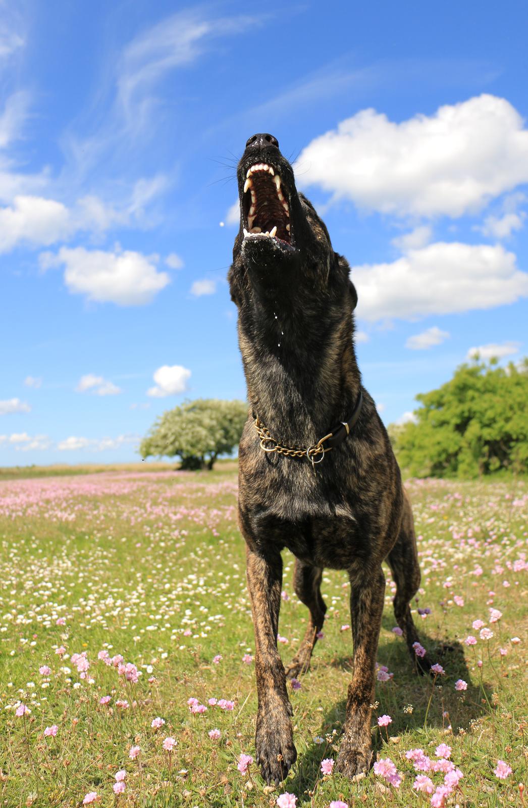 Hollandsk hyrdehund Jessie - 2 år og 5 mdr, en farlig ræv billede 13