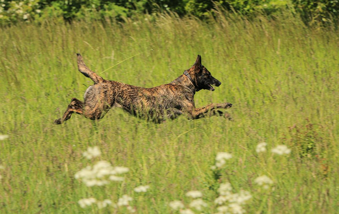 Hollandsk hyrdehund Jessie - 2 år og 5 mdr, på jagt efter bolden billede 25