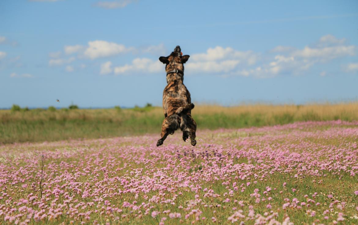 Hollandsk hyrdehund Jessie - Når enden er god.. På gensyn! billede 48