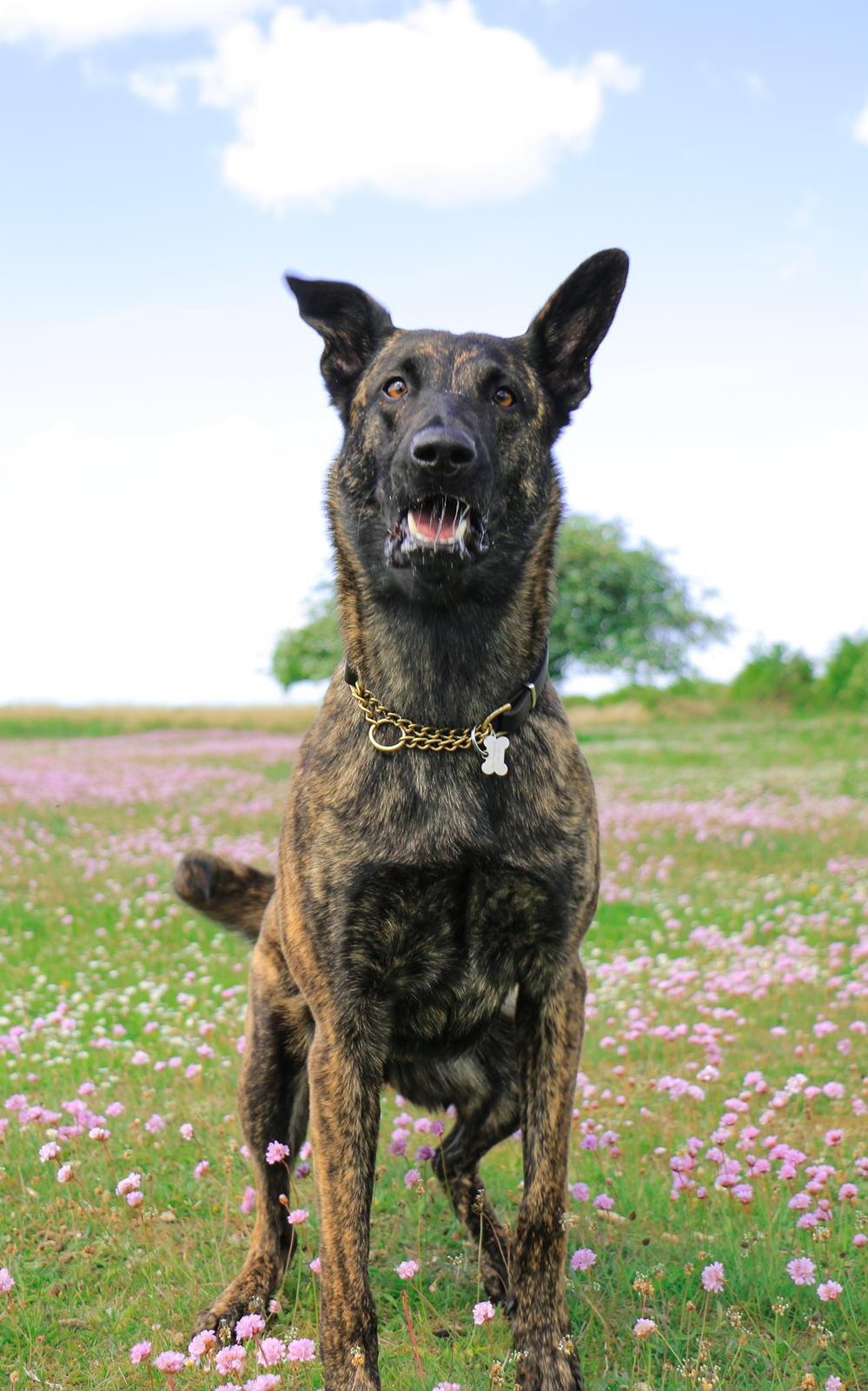 Hollandsk hyrdehund Jessie - #FRAKLIP# billede 19