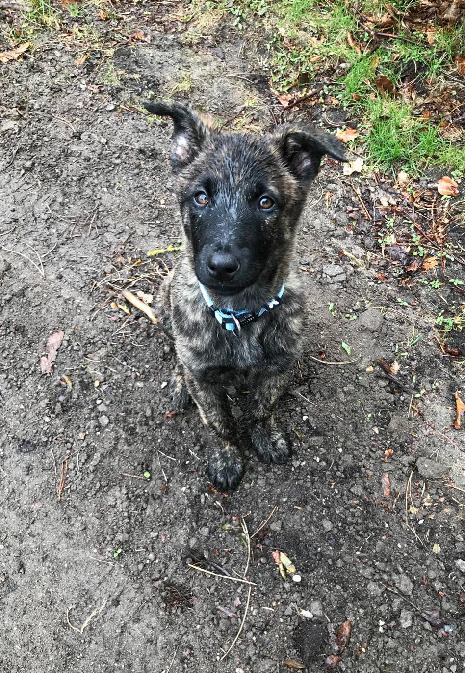 Hollandsk hyrdehund Jessie - Når verden er lidt stor. En af vores første ture lidt længere væk hjemmefra  billede 42