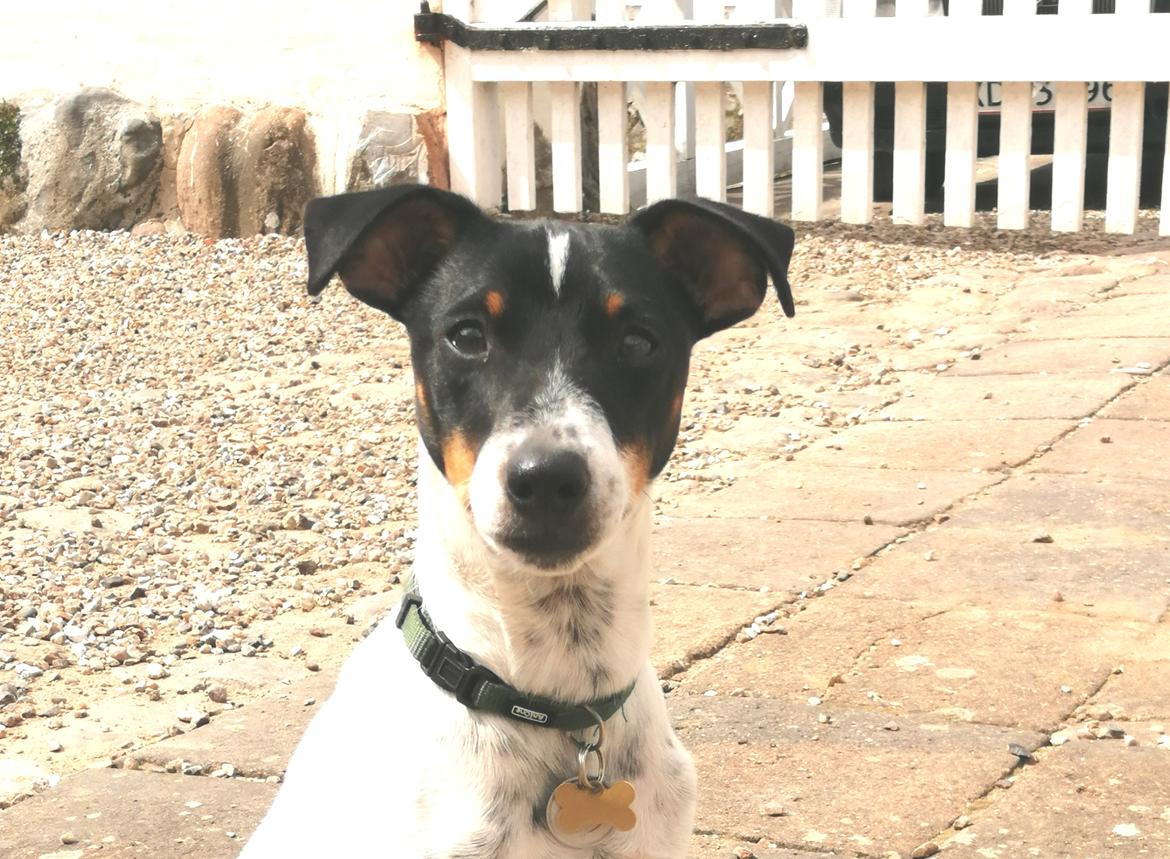 Dansk svensk gaardhund Jagger (Jack)  billede 12