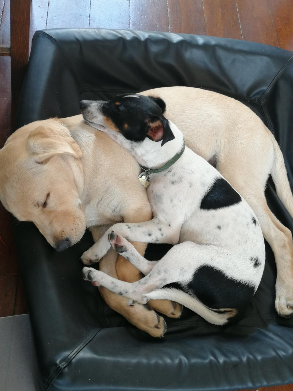 Dansk svensk gaardhund Jagger (Jack)  billede 13