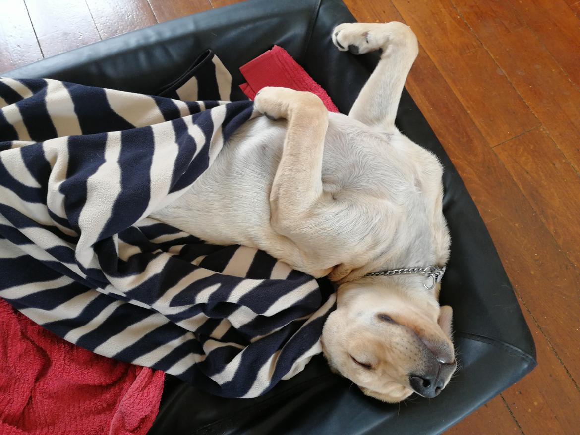 Labrador retriever Gule billede 17