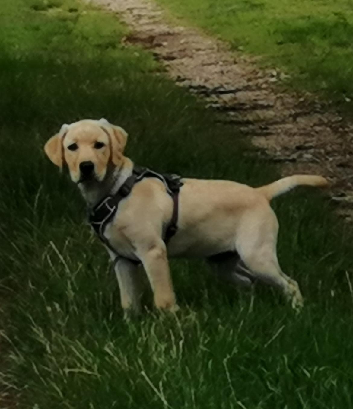 Labrador retriever Gule billede 19