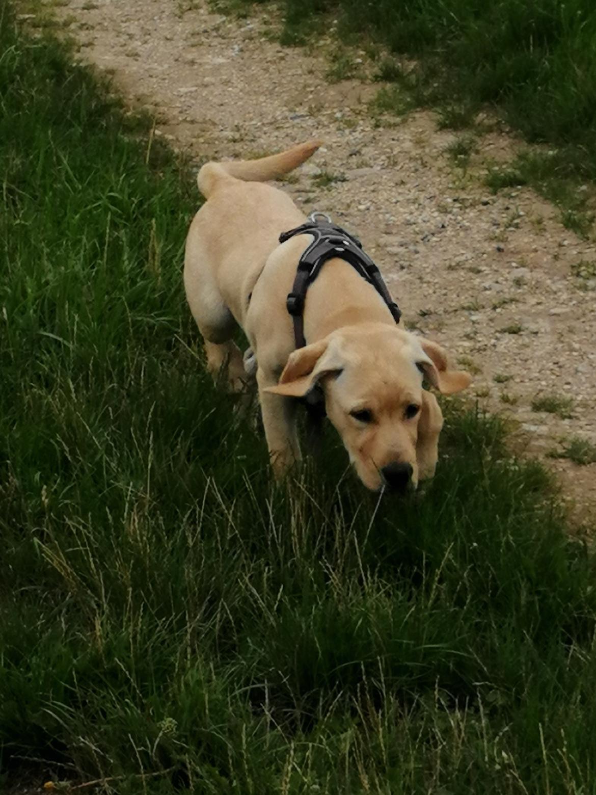 Labrador retriever Gule billede 20