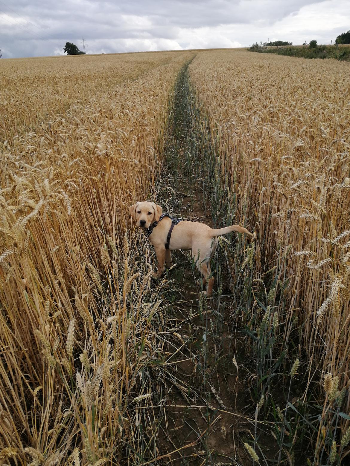 Labrador retriever Gule billede 21