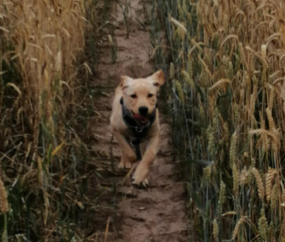 Labrador retriever Gule billede 18