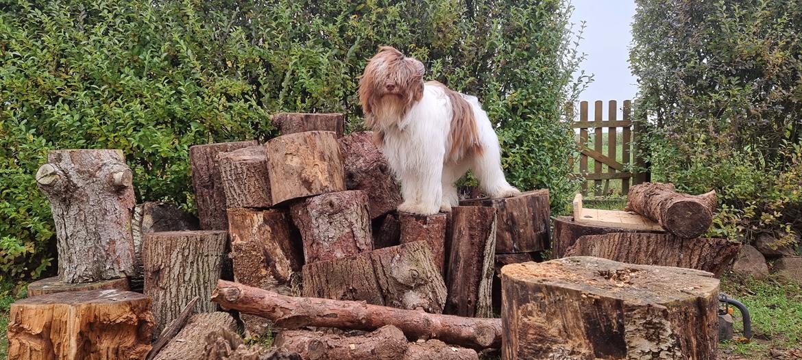 Schapendoes Idéfix billede 20