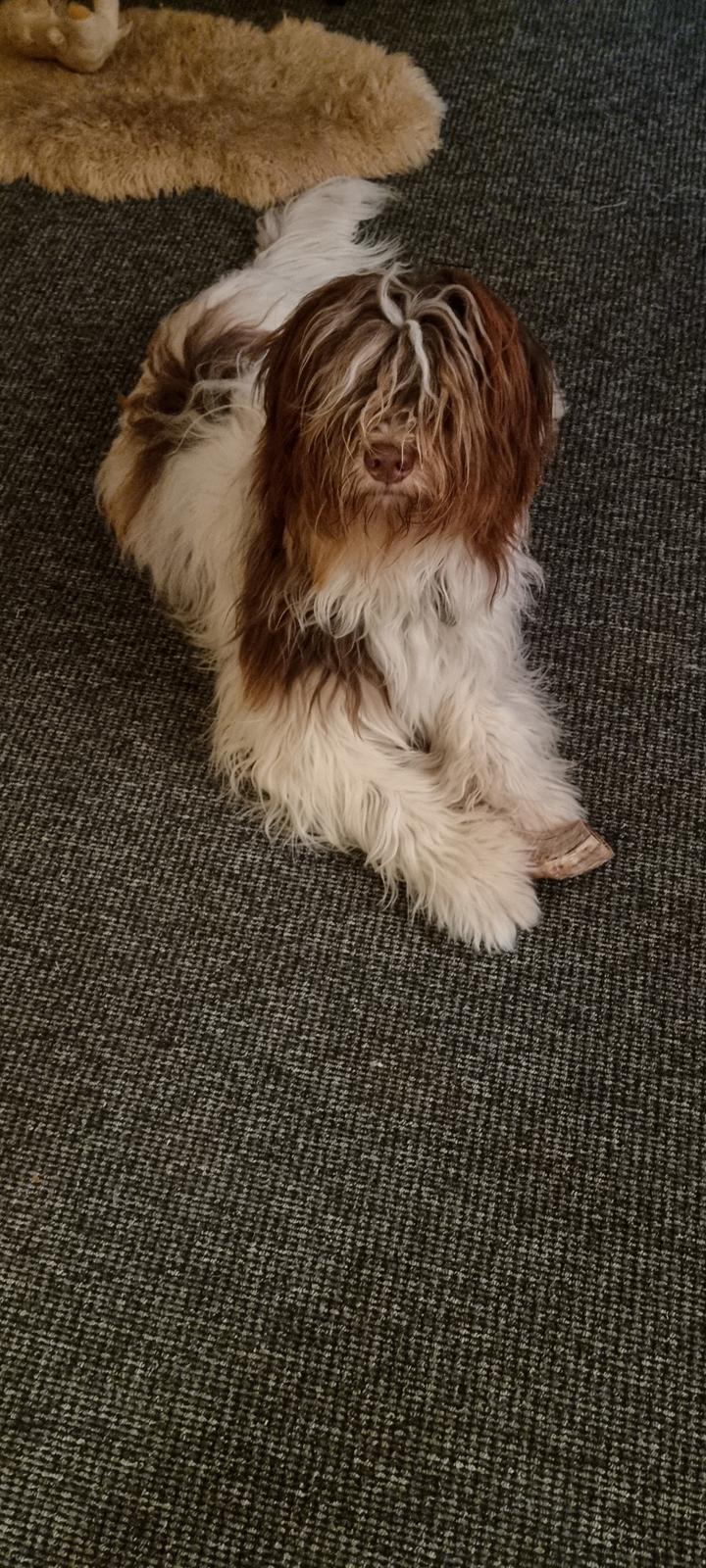 Schapendoes Idéfix billede 21