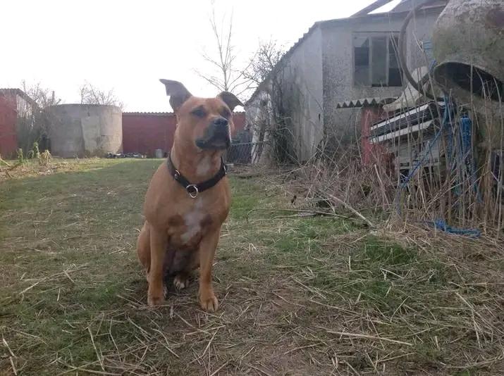 Amerikansk staffordshire terrier Cuba  billede 1