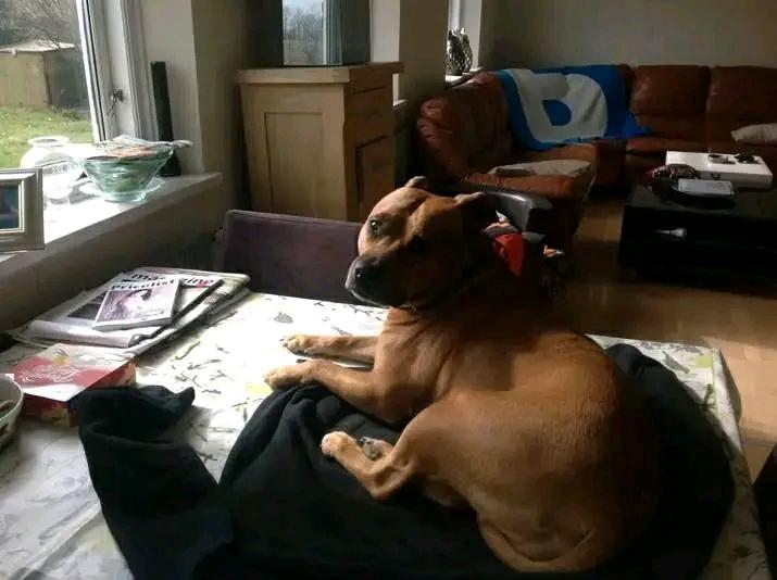 Amerikansk staffordshire terrier Cuba  billede 3