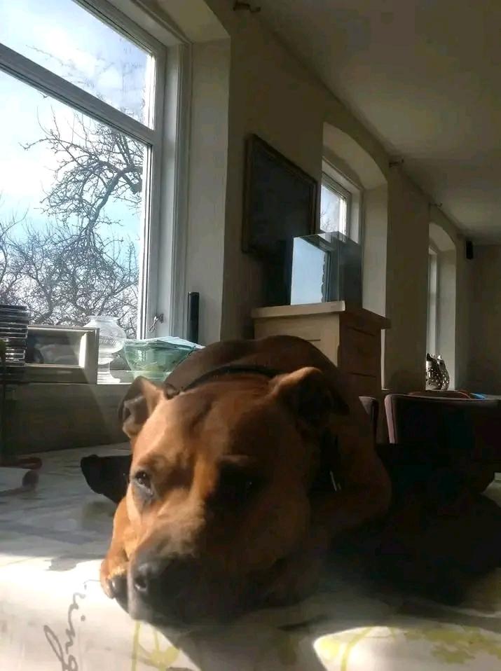 Amerikansk staffordshire terrier Cuba  billede 4