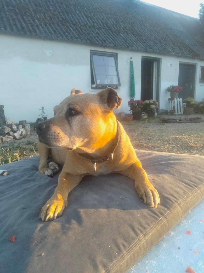 Amerikansk staffordshire terrier Cuba  billede 5