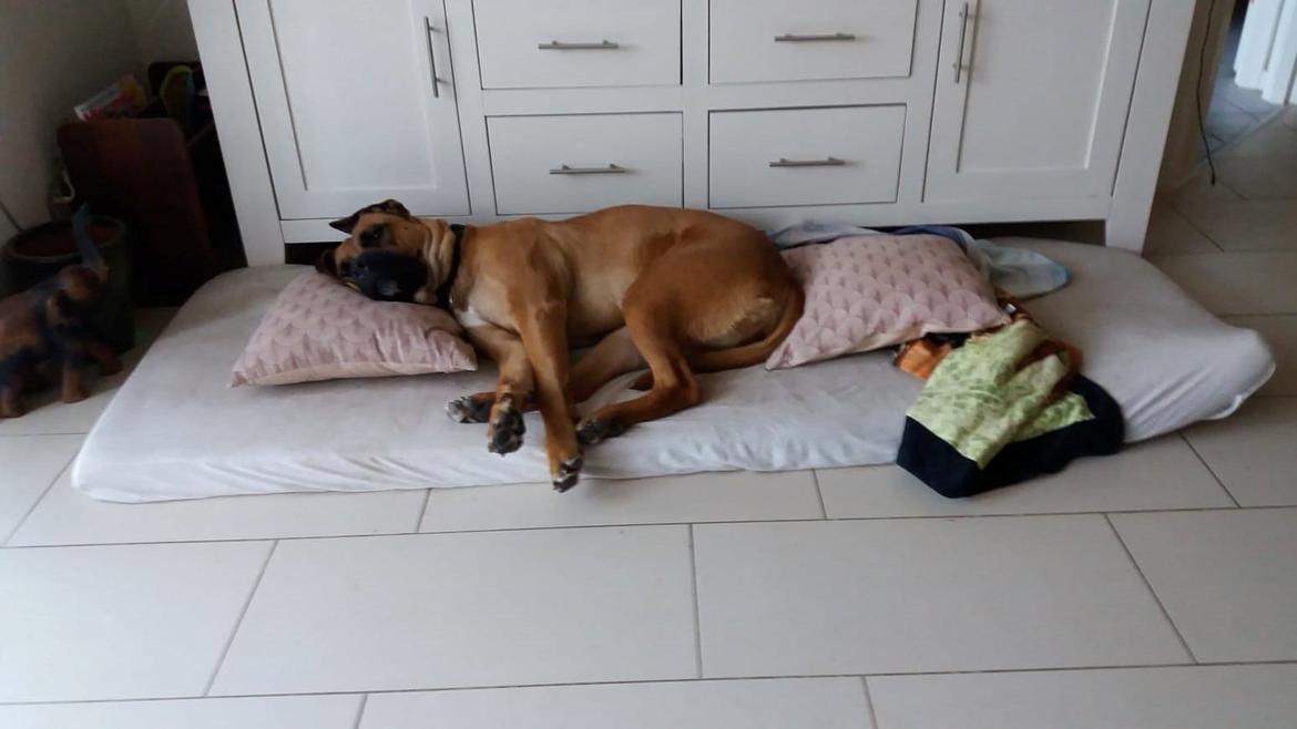 Blanding af racer Raika billede 2