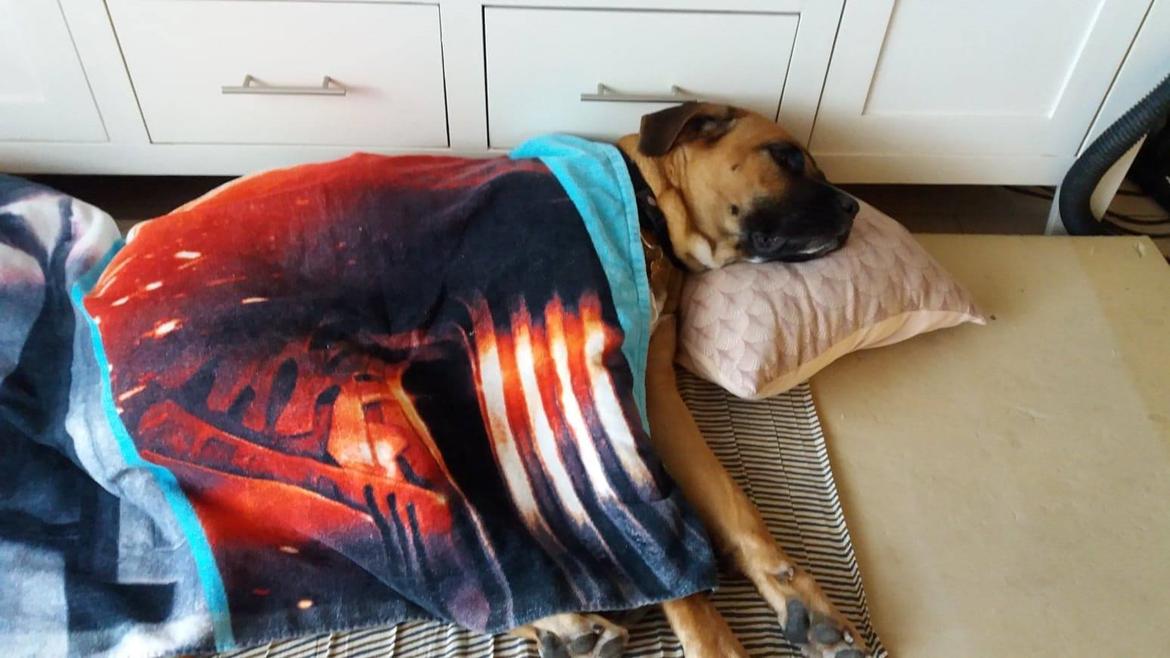 Blanding af racer Raika billede 3