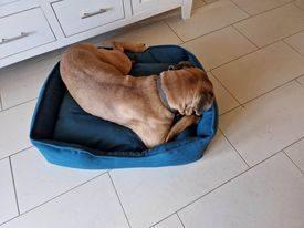 Blanding af racer Raika billede 4