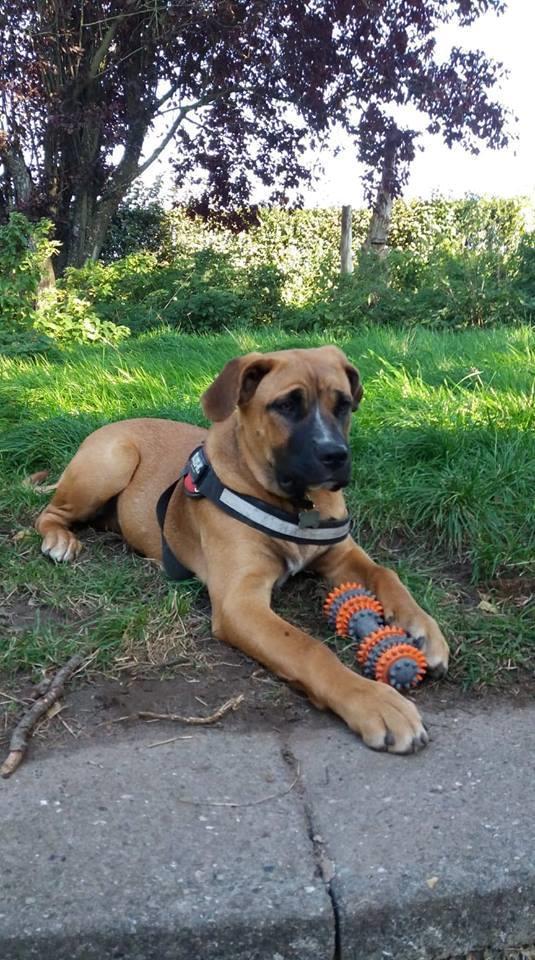 Blanding af racer Raika billede 5