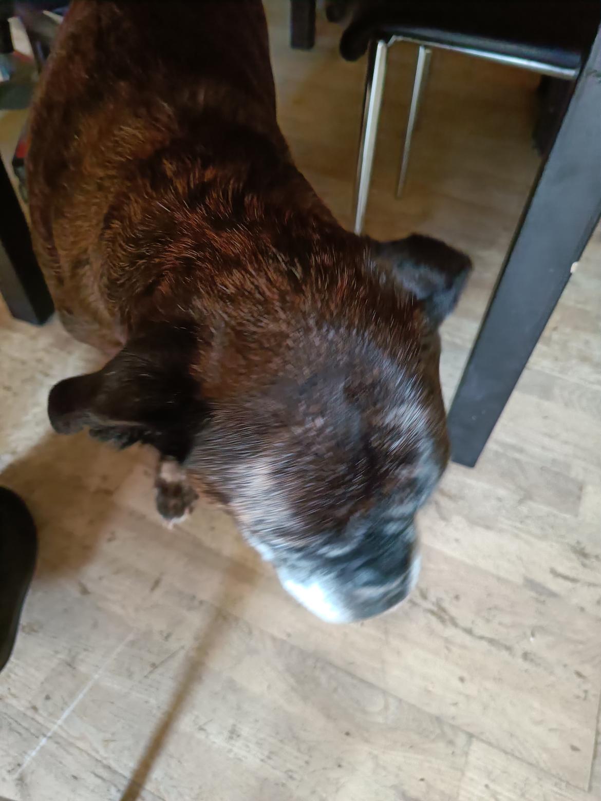 Boxer Kira (Passer) *RIP* billede 39