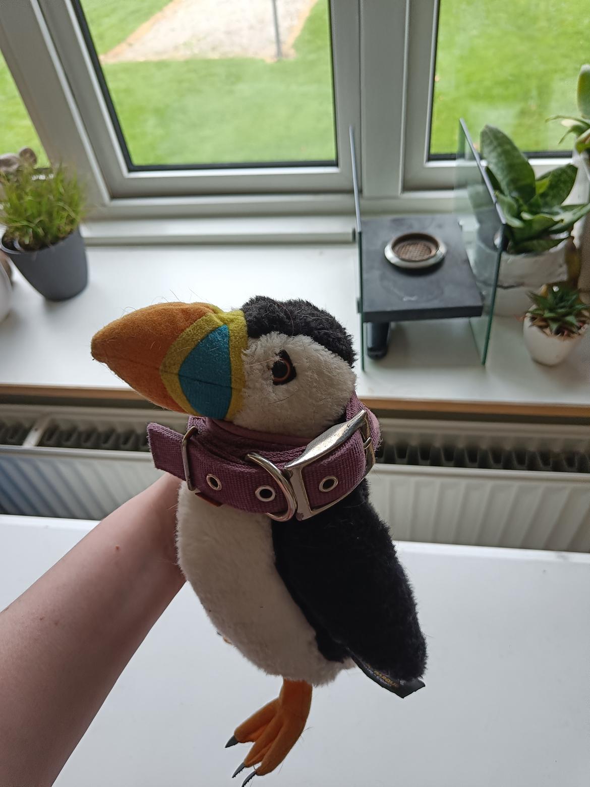 Boxer Kira (Passer) *RIP* billede 42