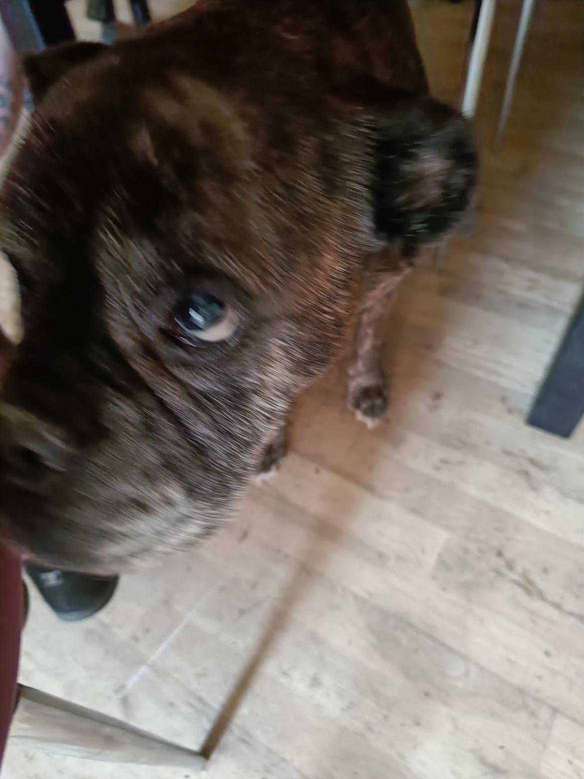 Boxer Kira (Passer) *RIP* billede 40