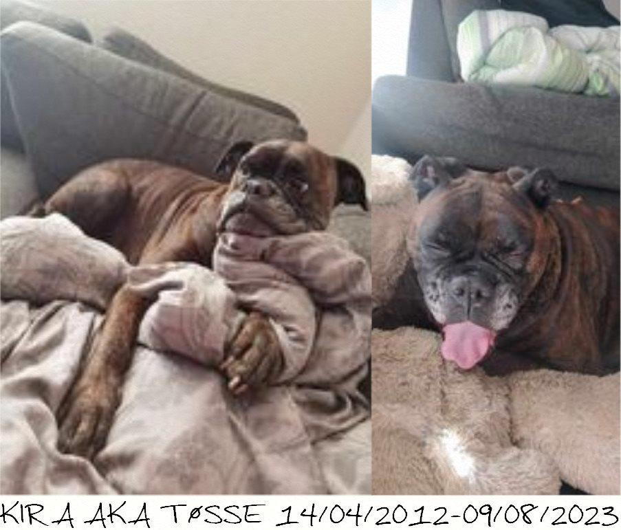 Boxer Kira (Passer) *RIP* billede 4